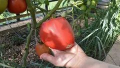 Ako bez námahy zdvojnásobiť veľkosť paradajok: jeden mikroprvok robí so sadenicami zázraky