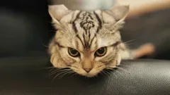 Bude ťažké to napraviť: fatálna chyba rodičov, ktorá z mačiatka urobí divoké zviera